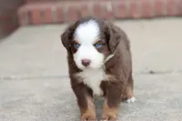 Clem red Tri , a male Miniature Australian Shepherd for sale in Berryville, AR – 6 of 9