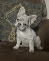 Stella, a female French Bulldog for sale in Berryville, AR – 3 of 5