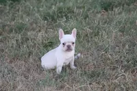 Whitey , a female French Bulldog for sale in Berryville, AR – 5 of 6