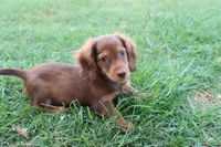 Sally long hair chocolate & tan , a female Miniature Dachshund for sale in Berryville, AR – 6 of 7