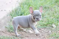 Lilac & tan female , a female French Bulldog for sale in Berryville, AR – 3 of 8
