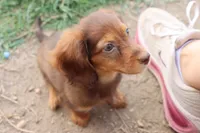 Sally long hair chocolate & tan , a female Miniature Dachshund for sale in Berryville, AR – 3 of 7