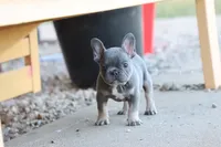 Blue & tan female , a male French Bulldog for sale in Berryville, AR – 4 of 10