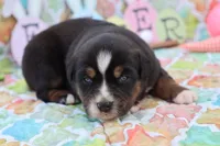 Will btm, a male Miniature Australian Shepherd for sale in Berryville, AR – Photo 3 of 6