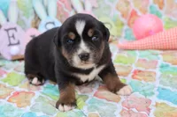 Will btm, a male Miniature Australian Shepherd for sale in Berryville, AR – Photo 6 of 6