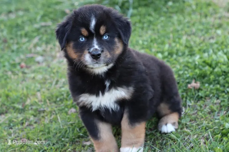 Will btm – Miniature Australian Shepherd puppy for sale in Berryville, AR