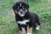 Will btm, a male Miniature Australian Shepherd for sale in Berryville, AR – Photo 1 of 7