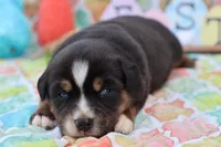 Will btm, a male Miniature Australian Shepherd for sale in Berryville, AR – Photo 5 of 6
