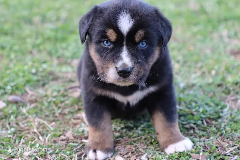 Will btm – Miniature Australian Shepherd puppy for sale in Berryville, AR