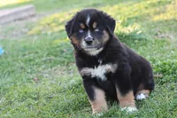 Will btm, a male Miniature Australian Shepherd for sale in Berryville, AR – Photo 7 of 7