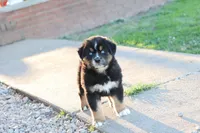 Will btm, a male Miniature Australian Shepherd for sale in Berryville, AR – Photo 3 of 7
