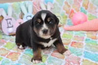 Will btm, a male Miniature Australian Shepherd for sale in Berryville, AR – Photo 1 of 6