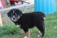 Will btm, a male Miniature Australian Shepherd for sale in Berryville, AR – Photo 4 of 7