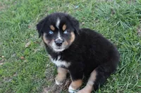 Will btm, a male Miniature Australian Shepherd for sale in Berryville, AR – Photo 6 of 7
