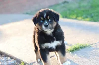 Will btm, a male Miniature Australian Shepherd for sale in Berryville, AR – Photo 2 of 7