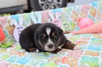 Will btm, a male Miniature Australian Shepherd for sale in Berryville, AR – Photo 4 of 6