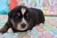 Will btm, a male Miniature Australian Shepherd for sale in Berryville, AR – Photo 2 of 6
