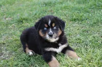 Will btm, a male Miniature Australian Shepherd for sale in Berryville, AR – Photo 5 of 7