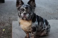 Dj, a male French Bulldog for sale in Berryville, AR – 5 of 9