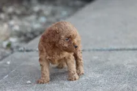 Petunia , a female Poodle - Toy  for sale in Berryville, AR – 5 of 6