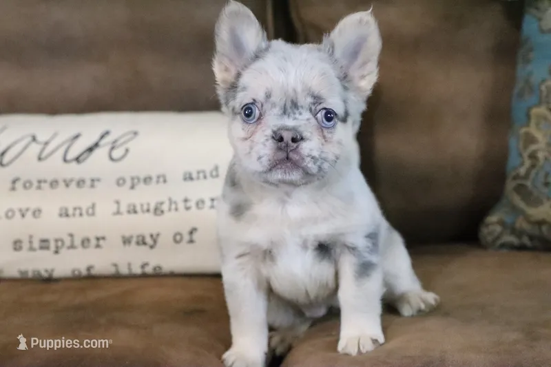 Stacy – French Bulldog puppy for sale in Berryville, AR