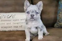 Stacy, a female French Bulldog for sale in Berryville, AR – 1 of 8