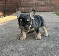 Debbie blue merle & tan, a female French Bulldog for sale in Berryville, AR – 5 of 7