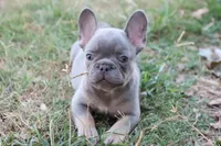 Lilac & tan male b, a male French Bulldog for sale in Berryville, AR – 2 of 9