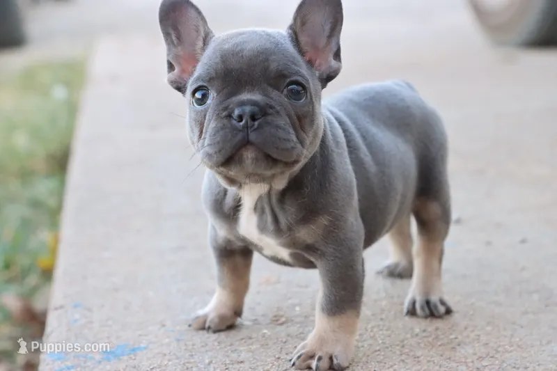 Blue & tan female  – French Bulldog puppy for sale in Berryville, AR