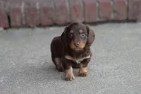 B#2, a male Miniature Dachshund for sale in Berryville, AR – Photo 3 of 6