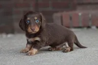 B#2, a male Miniature Dachshund for sale in Berryville, AR – Photo 5 of 6