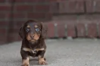 B#2, a male Miniature Dachshund for sale in Berryville, AR – Photo 4 of 6