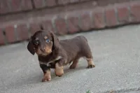 B#2, a male Miniature Dachshund for sale in Berryville, AR – Photo 2 of 6