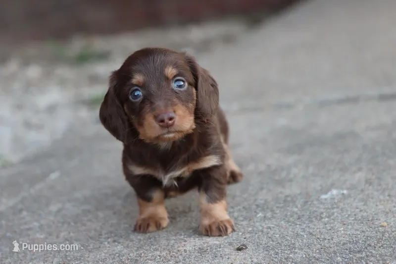 B#2 – Miniature Dachshund puppy for sale in Berryville, AR