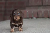 B#2, a male Miniature Dachshund for sale in Berryville, AR – Photo 6 of 6