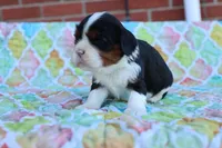 Tri Color Male, a male Cavalier King Charles Spaniel for sale in Berryville, AR – 6 of 8