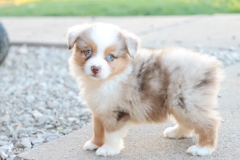 Steve red merle  – Miniature Australian Shepherd puppy for sale in Berryville, AR
