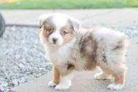 Steve red merle , a male Miniature Australian Shepherd for sale in Berryville, AR – 1 of 7