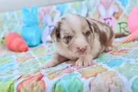 Will rmm3, a male Miniature Australian Shepherd for sale in Berryville, AR – Photo 3 of 8