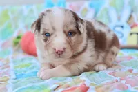 Will rmm3, a male Miniature Australian Shepherd for sale in Berryville, AR – Photo 1 of 8