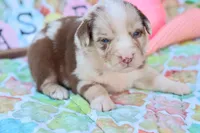 Will rmm3, a male Miniature Australian Shepherd for sale in Berryville, AR – Photo 7 of 8