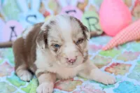 Will rmm3, a male Miniature Australian Shepherd for sale in Berryville, AR – Photo 5 of 8