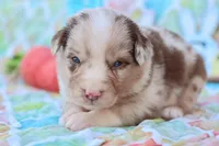 Will rmm3, a male Miniature Australian Shepherd for sale in Berryville, AR – Photo 8 of 8