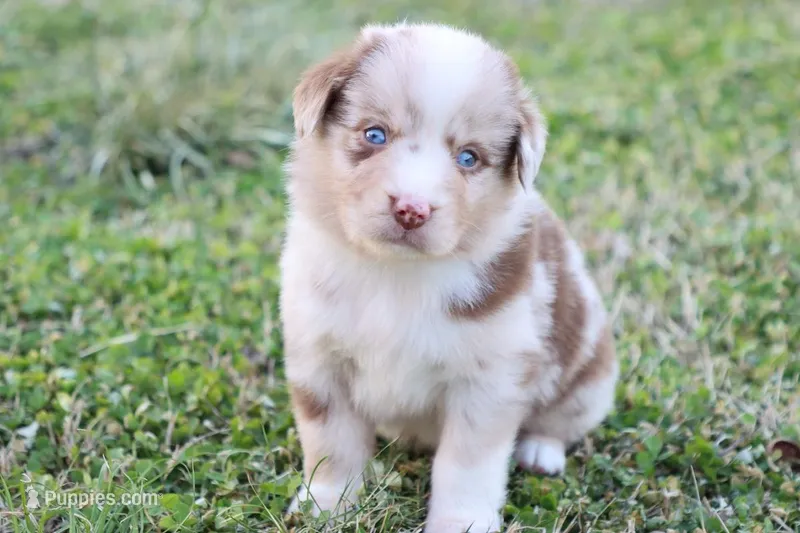 Will rmm3 – Miniature Australian Shepherd puppy for sale in Berryville, AR