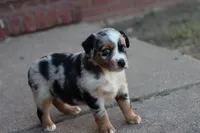 Clementine blue merle , a female Miniature Australian Shepherd for sale in Berryville, AR – 8 of 8