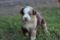 Clem red merle , a male Miniature Australian Shepherd for sale in Berryville, AR – 7 of 8