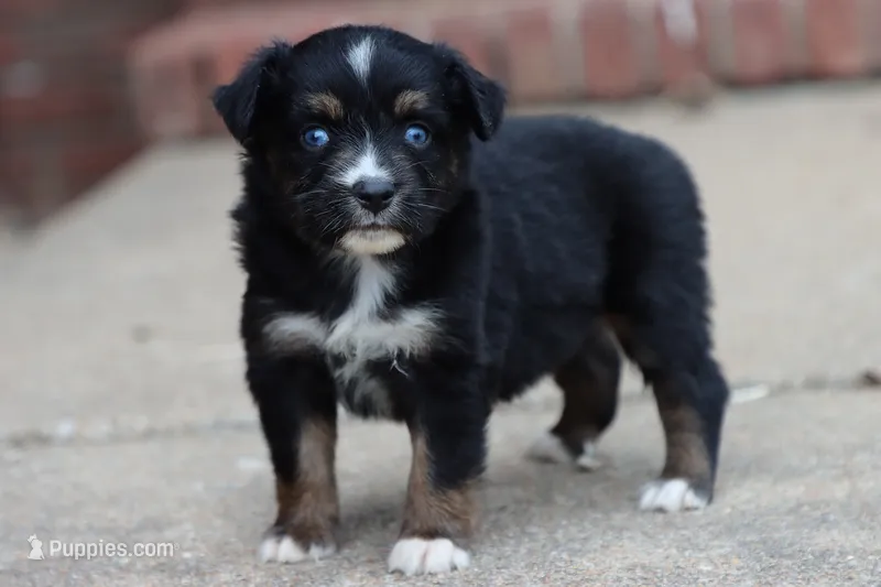 Clementine Black Tri  – Miniature Australian Shepherd puppy for sale in Berryville, AR