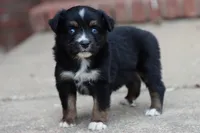 Clementine Black Tri , a female Miniature Australian Shepherd for sale in Berryville, AR – 1 of 7