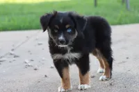 Clementine Black Tri , a female Miniature Australian Shepherd for sale in Berryville, AR – 7 of 7