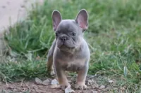 Lilac & tan male b, a male French Bulldog for sale in Berryville, AR – 4 of 9